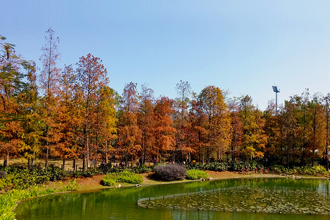 青衣公園紅葉