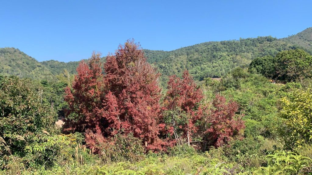 紅葉好去處