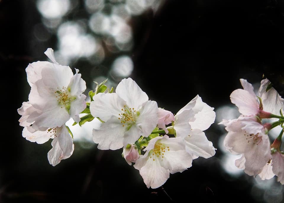 荔枝角吉野櫻