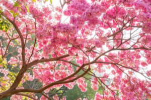 香港賞花好去處