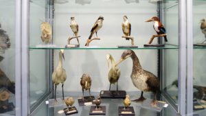 香港生物多樣性博物館
