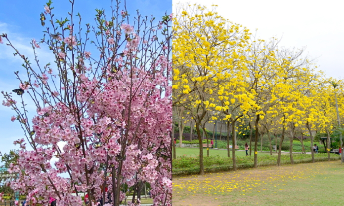 賞花地點