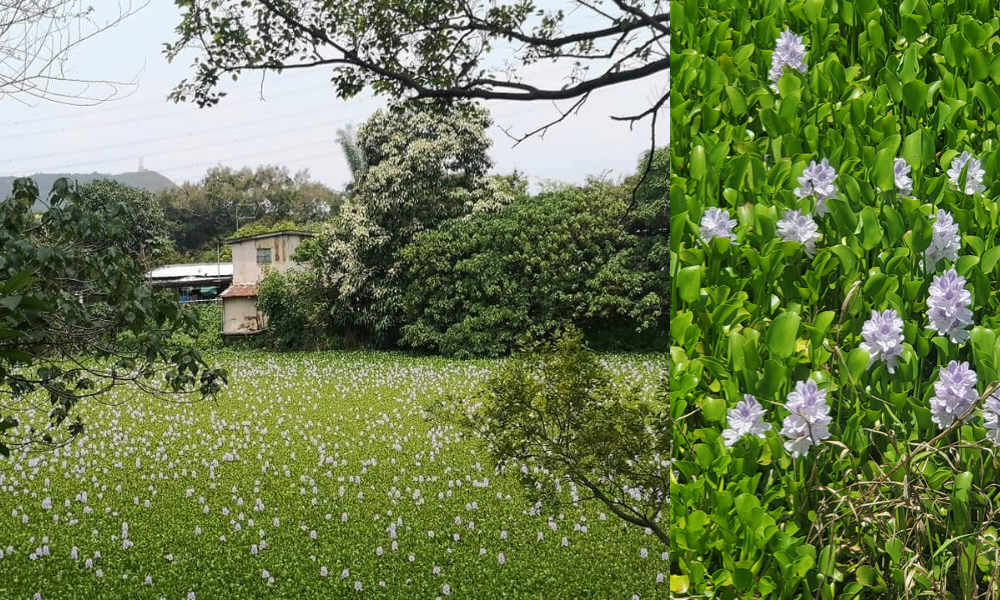 上水虎地坳村