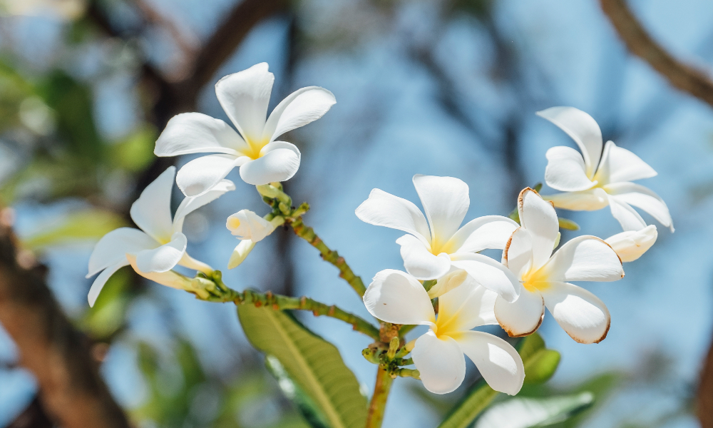 五花茶材料