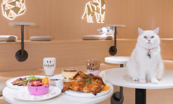 貓CAFE