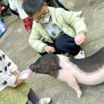 深圳野生動物園