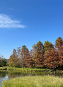 香港濕地公園