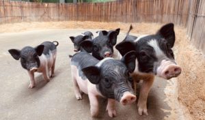 野恩動物樂園