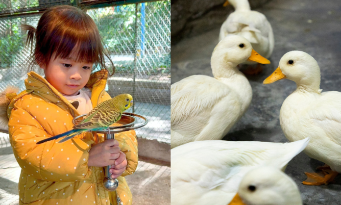 深圳動物園